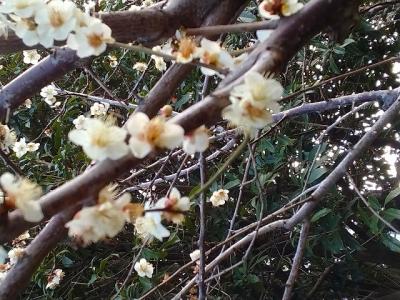 3分咲だが梅の香りはふんわりと