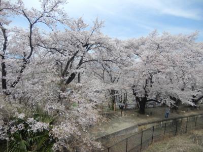 2023年高遠の桜を見に行く途中、中央線の勝沼ぶどう郷駅の桜は満開で見応えがあった