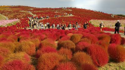 コキア・コスモス・ソバの花が満開でした。