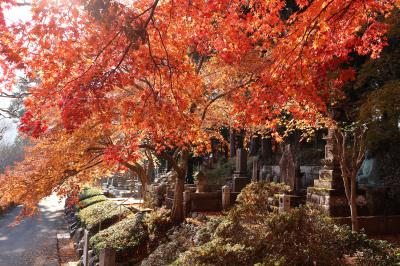 紅葉が思った以上にがきれいでした