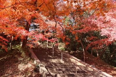 参道の紅葉がきれいでした