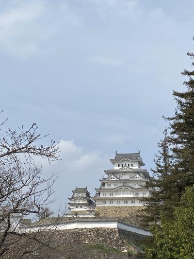 桜咲き始め