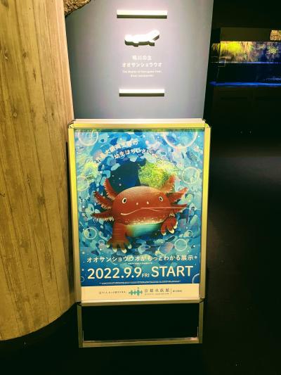 想像していたよりも充実している水族館