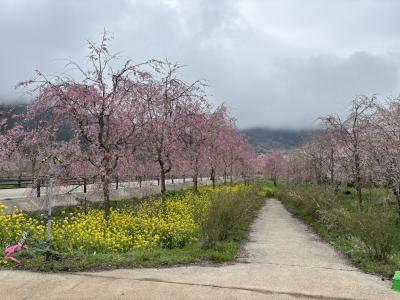 今年のサクラミチ