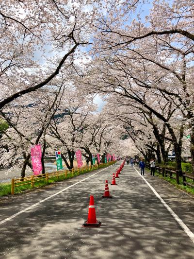 ☆家山の『桜トンネル』は4月2日頃より満開！家山川沿いも春色ピンクに包まれていました-=≡Σ(((⊃ﾟ∀ﾟ)つﾜｵｯ