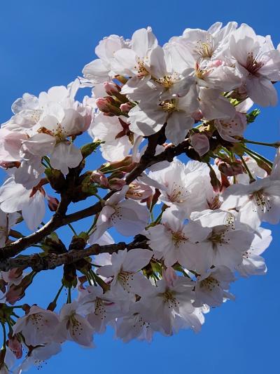 やっと満開&#127800;今年はゆっくりの桜。