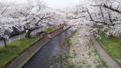 春・・・五条川の桜がきれい