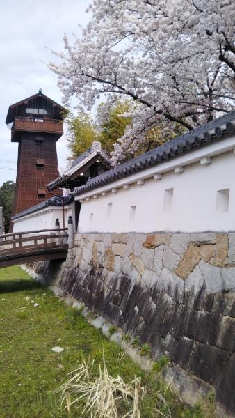 物見櫓と桜のコラボ