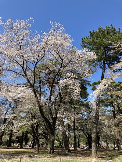 昨日の強い風雨後の大宮公園の桜　2024/04/10