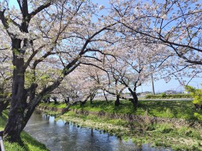 花筏が美しい五条川