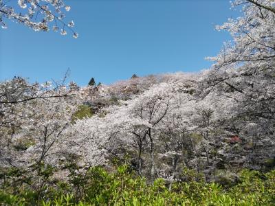 満開の桜が、瀬戸の青い海に映えて素晴らしい！　