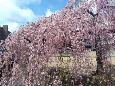 主が居なくなっても健気に咲く「石橋屋の桜」