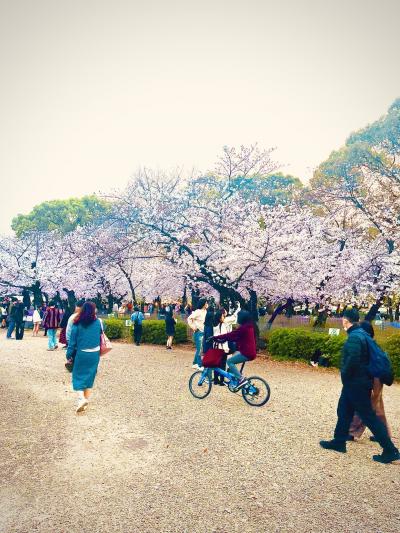 【鶴舞公園】お花見に