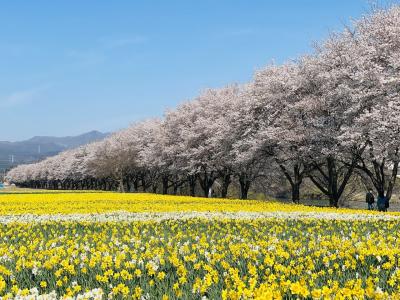 桜と水仙のコラボ