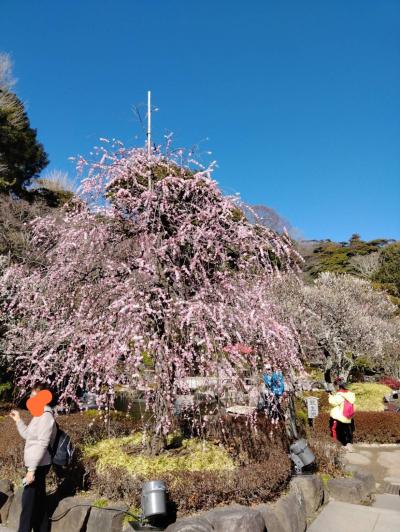 一年中花が絶えない、花の寺