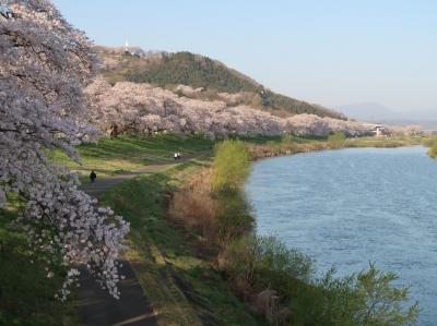 この橋からは、白石川に沿って続く白石堤一目千本桜の並木道が一望できます