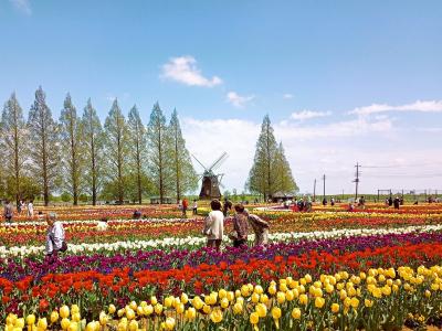 チューリップ畑と風車　　あけぼの山農業公園へ