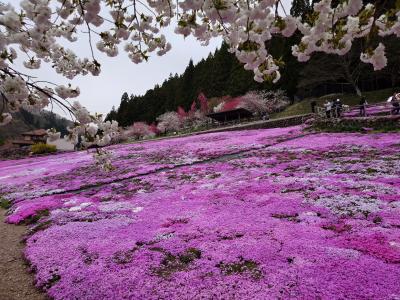 國田家の芝桜