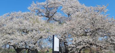 大河ドラマ「八重の桜」のオープニングに使われた大きな桜の木