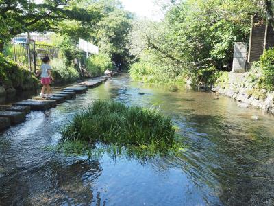 川の中の飛び石で散歩　源兵衛川水辺の道