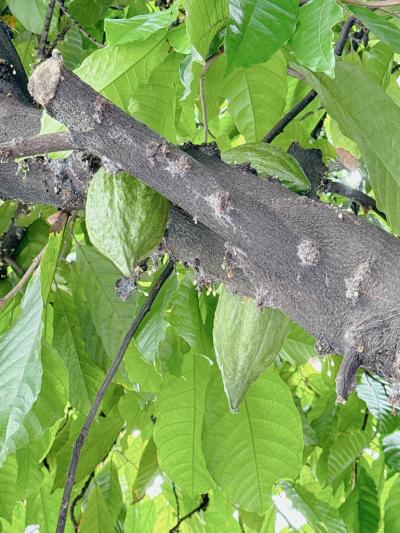 ティラミス美味しい