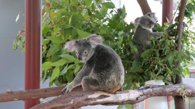 コアラだけではなく、オーストラリアの動物が多く見られます