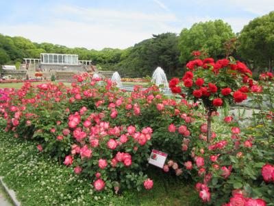 春のバラを見に行きましたが公園内画とても華やかでした。