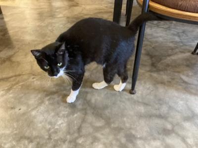 猫がいる山の中の喫茶店