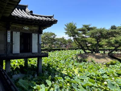 蓮の咲いている頃に行きたかった　７月下旬～