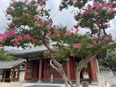 百日紅の咲く頃に