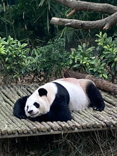 パンダがいます