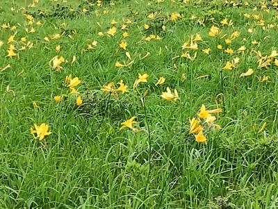 ニッコウキスゲの群生地