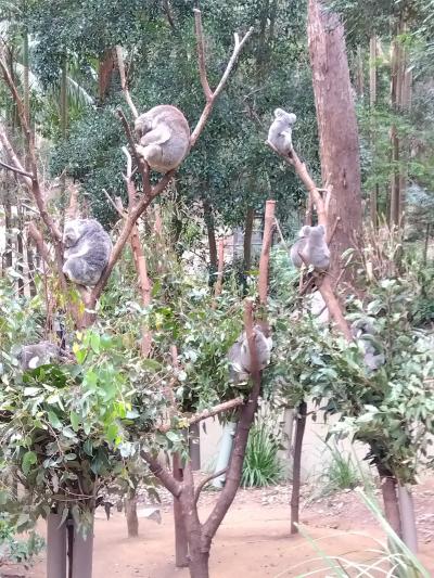 ロリキートは一匹も来なかったし、コアラ抱っこは一瞬だったけれど・・