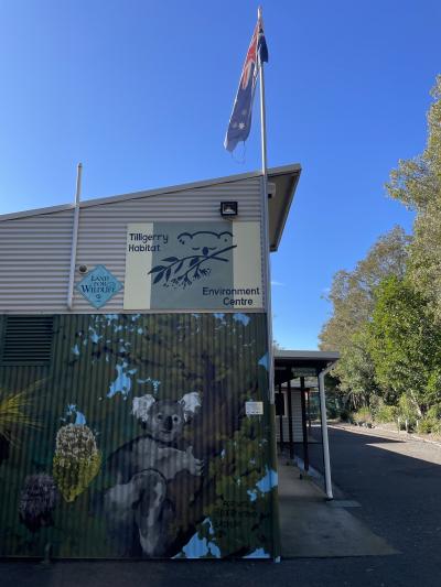 野生のコアラ探しに挑戦