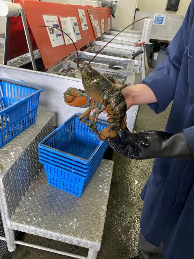 生簀から買うお店！