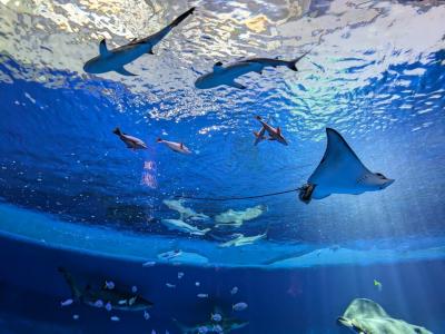 新しくできた水族館