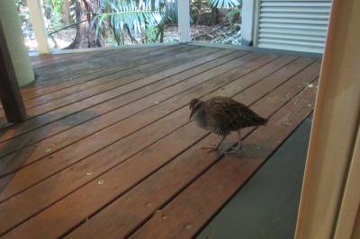 部屋のベランダには鳥も来るよ