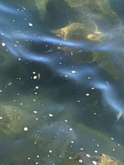 トッピーに乗る為に利用しました。海にイカの子供が沢山いました。