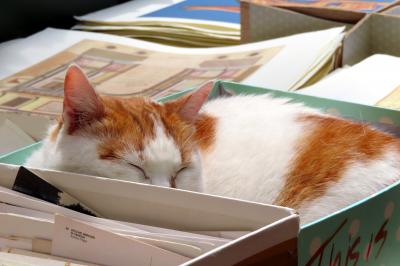 書店というよりは観光スポットです