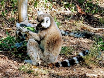 敷地内にレミュールを放し飼い