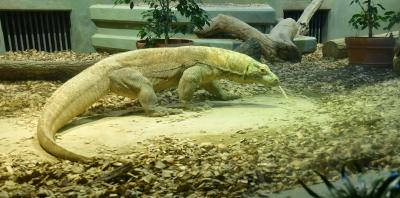 コモドドラゴンは大きくて、愛嬌がありました