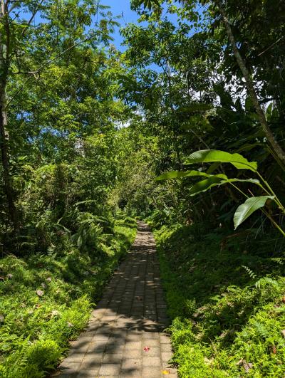 敷地内の小道は自然豊かで静かでとても気持ちいい