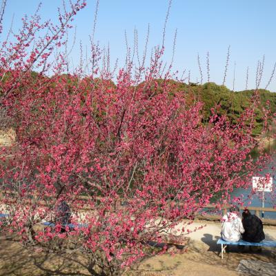 7年ぶりに佐布里池梅まつりに行ってきました。
