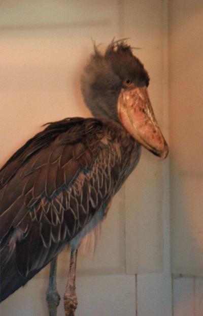 ハシビロコウもいますよ・・・