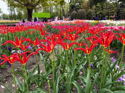 2025　となみチューリップフェア