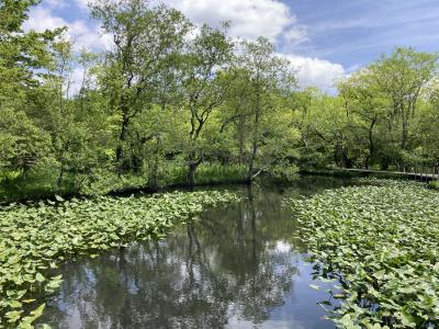 散歩するのにぴったりです