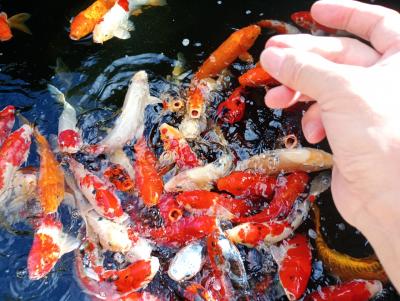 レストランの前には 池があり 鯉がいるパンをあげると 大喜び