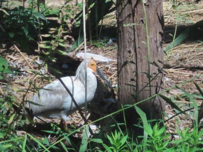 確実にトキが見れます
