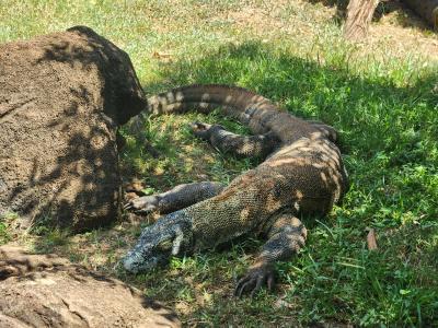 コモドドラゴンがゆっくり見れます