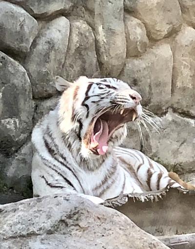 ホワイトタイガーを見に